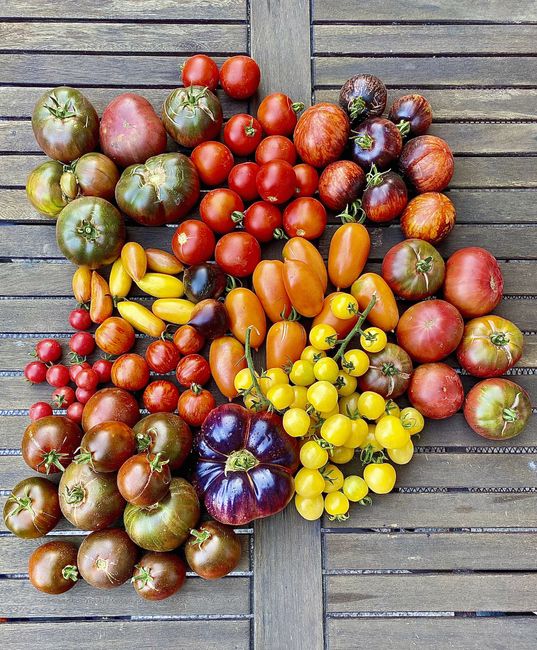 A variety of different tomatos.