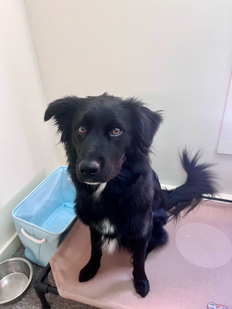 Ridiculously cute black dog looking up at you.