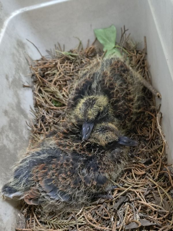 キジバトの雛の写真
