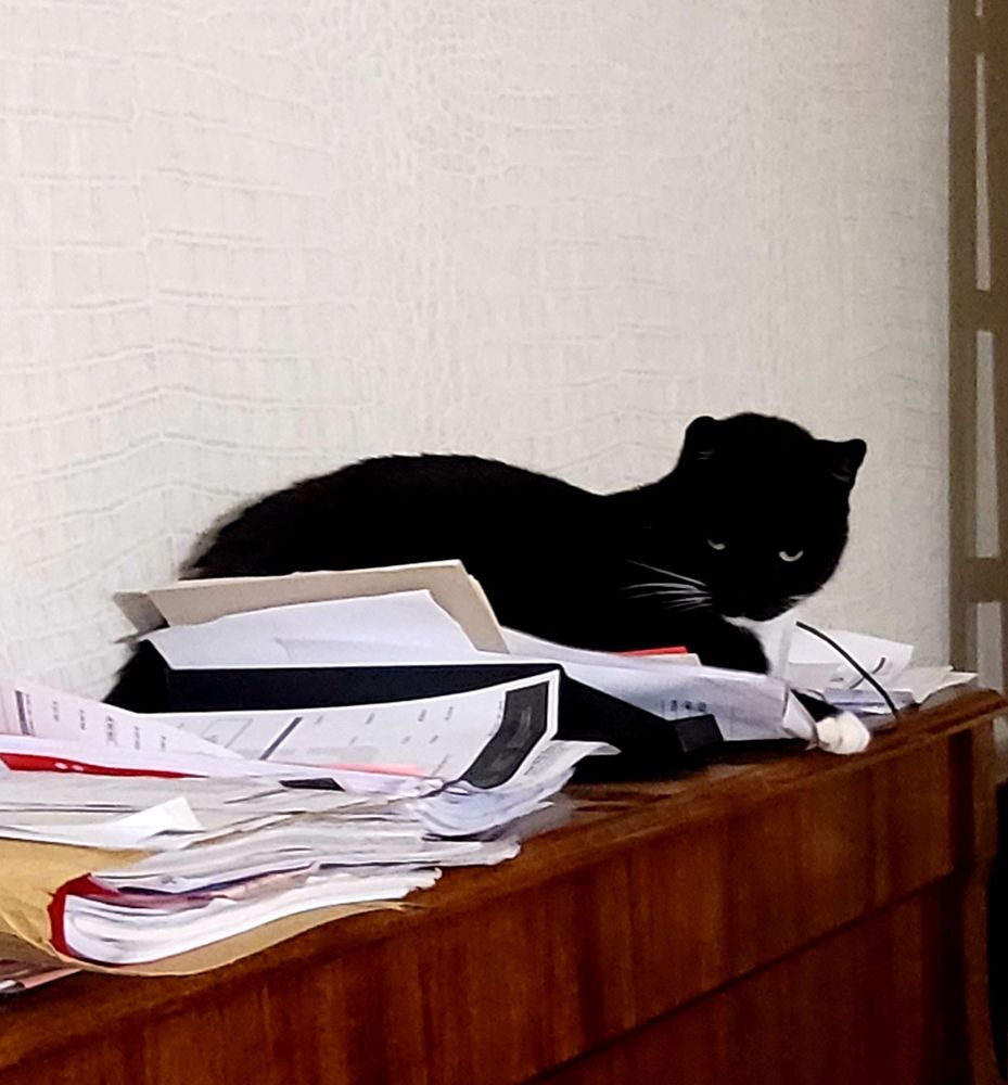 Schwarzes Tuxedo-Katerchen hat es sich im Ablagekorb bequem gemacht