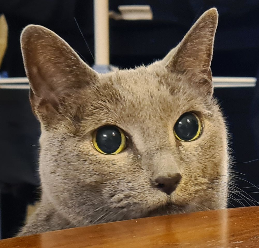 Mina, gray cat looking over the edge of the table