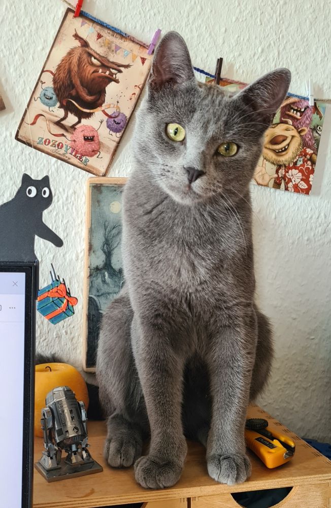 Jarik, grey cat sitting on the top of my desk