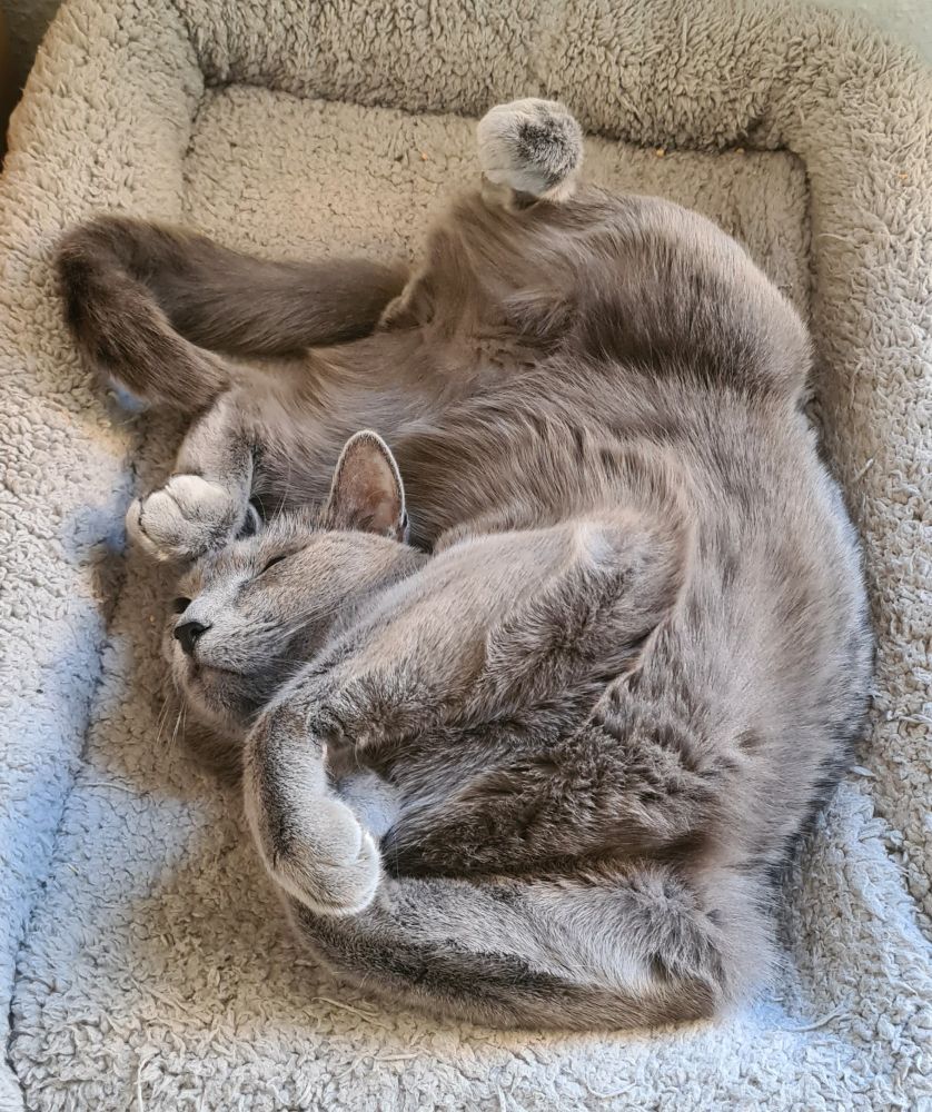 Katze schläft in sehr seltsamer Position.