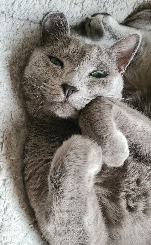 Katze, die erst wach geworden ist, schaut mit schmalen Augen in die Kamera. Sie liegt auf dem Rücken und hat die Pfoten halb vor dem Gesicht.