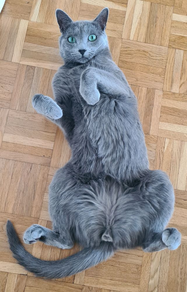 Juri, grey cat with Green eyes lying on his back and showing its belly