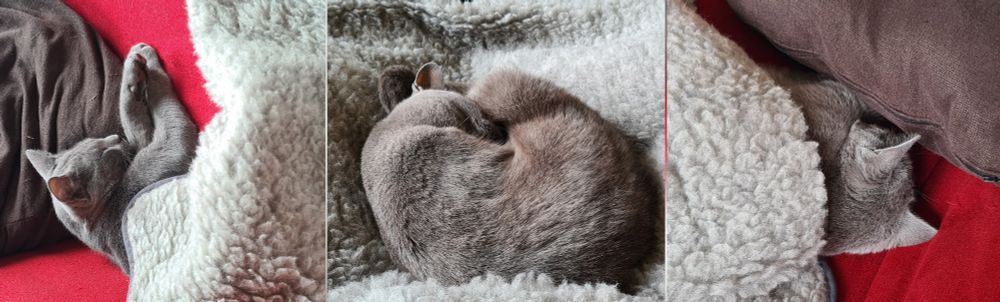 Collage mit 3 Katzen, die auf oder unter einer Decke friedlich schlafen