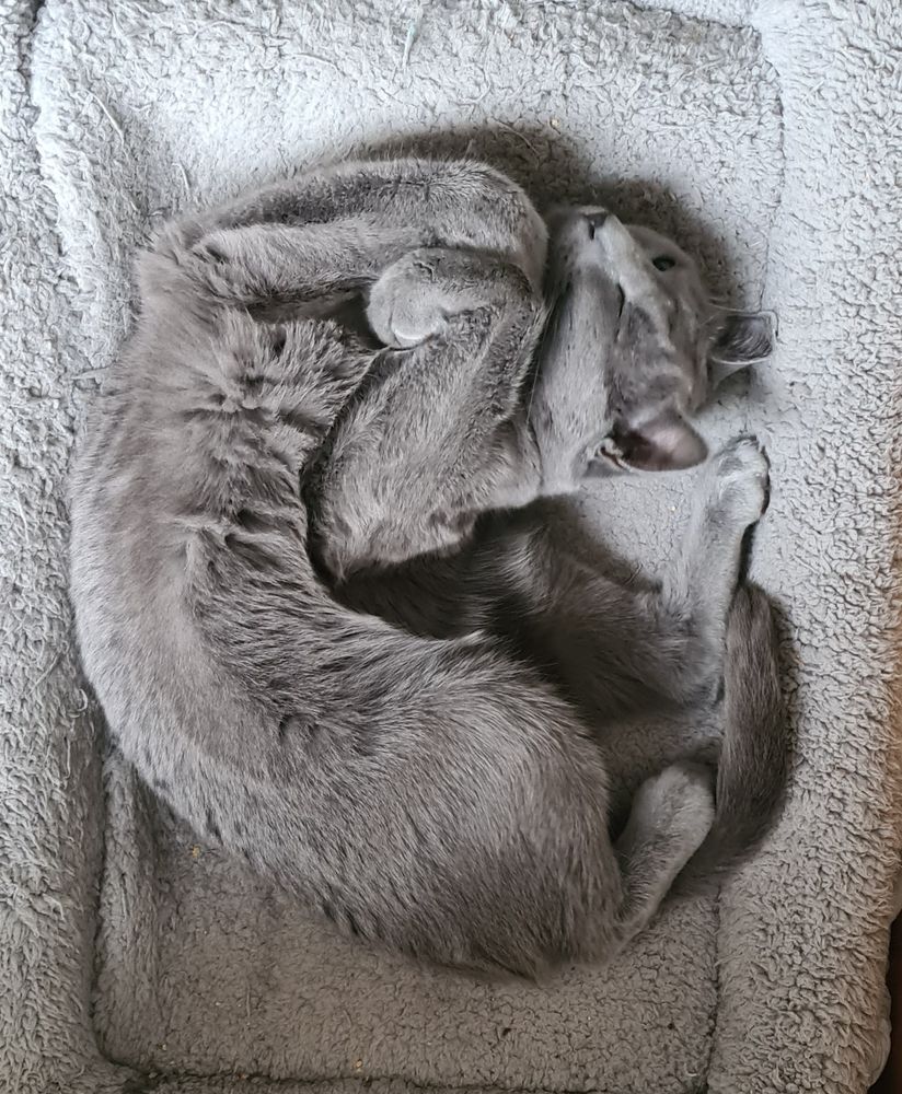 Katze schläft in verdrehter Position mit angezogen Pfötchen vor dem Kopf.
