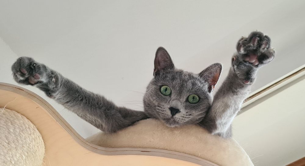 Katze auf dem Kratzbaum mit weit ausgestreckten Vorderbeinen