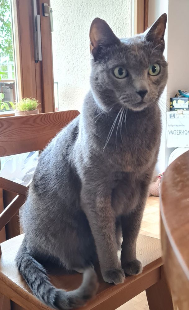 Russisch Blau Katze auf Stuhl sitzend