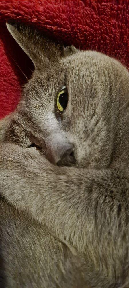Russisch Blau Katze liegend, ein Auge offen