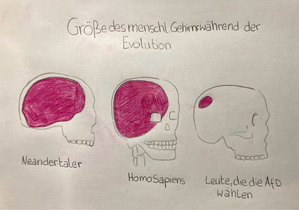 Modellzeichnung dreier Schädel inklusive Gehirnmasse links Neandertaler, Mitte Homo Sapiens, rechts AFD-Wähler:in. Während das Gehirn von Neandertaler und Homo Sapiens ähnlich groß ist, ist das der AFD-Wähler:in deutlich kleiner.