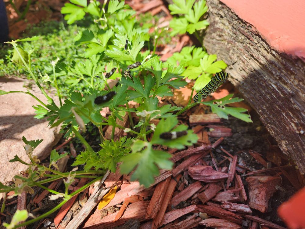 Mature black swallowtail caterpillar with a bunch of itty bitty baby caterpillars on Italian parsley plant.
