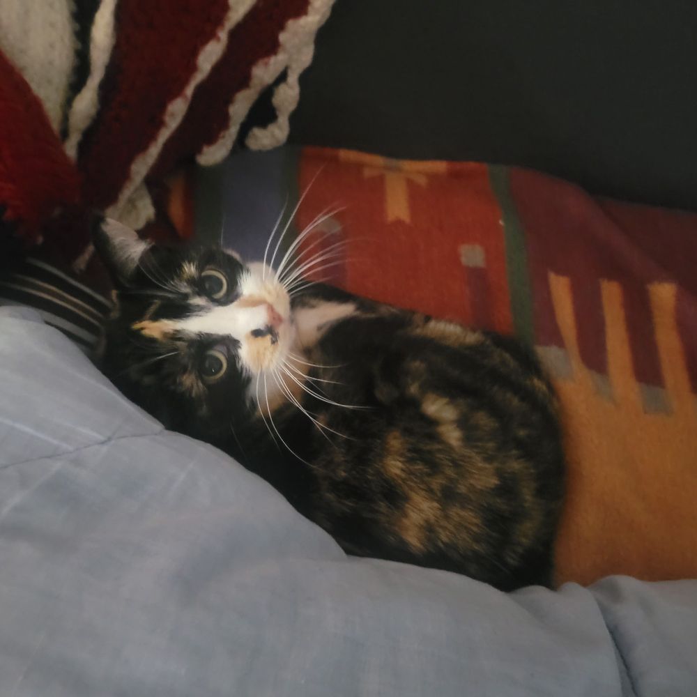 Katana stares at me. 