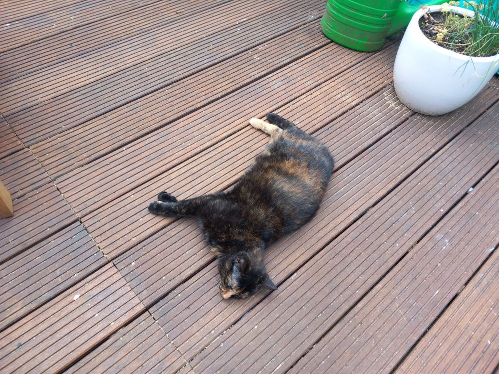 Très beau chat étalée