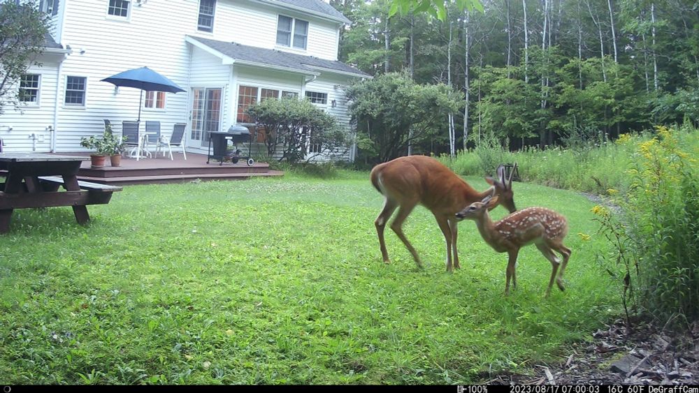 Deer and fawn on a lawn in front of a house