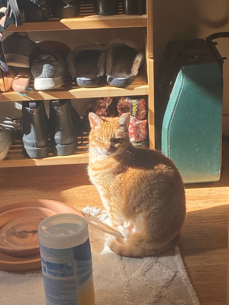 an orange tabby cat sitting in a beam of sunlight
