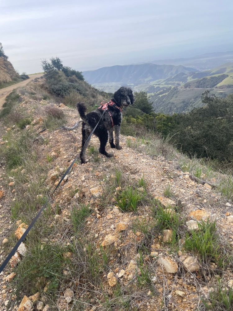 Black and grey doodle overlooking a sweeping landscape of green hills and blue sky. 