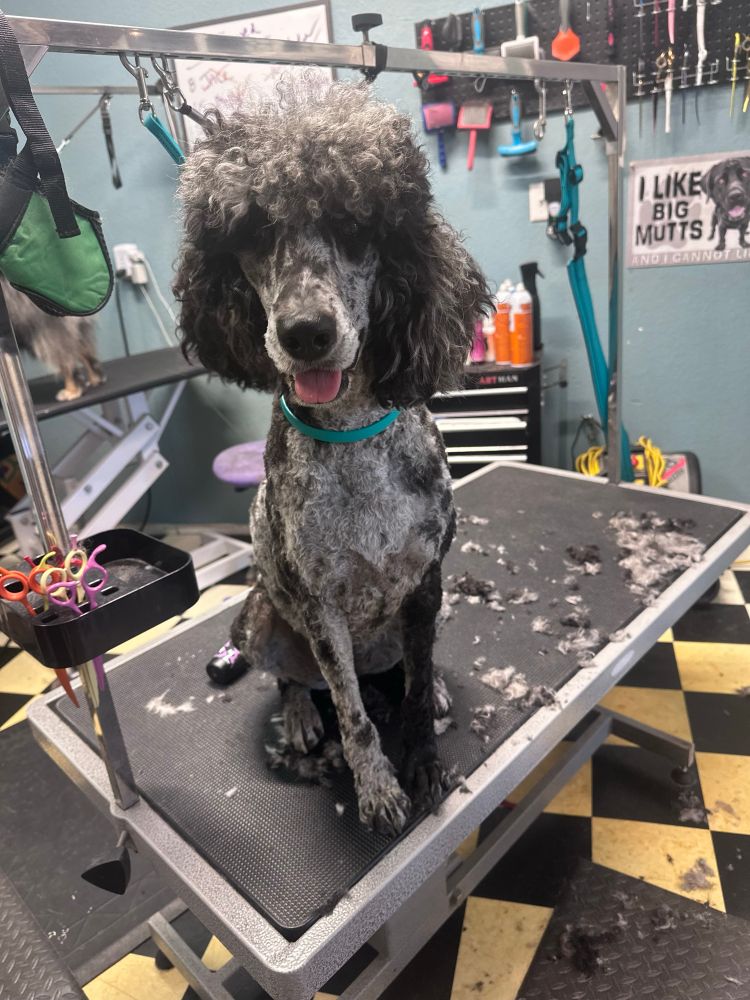 A grey and black aussiedoodle dog sits on a grooming table with hair all around her. Her hair is cut short on her legs and torso and face, but she has long curls in the top of her head and ears. Her tongue is sticking out. In the background is a poster that says “ I like big mutts”.
