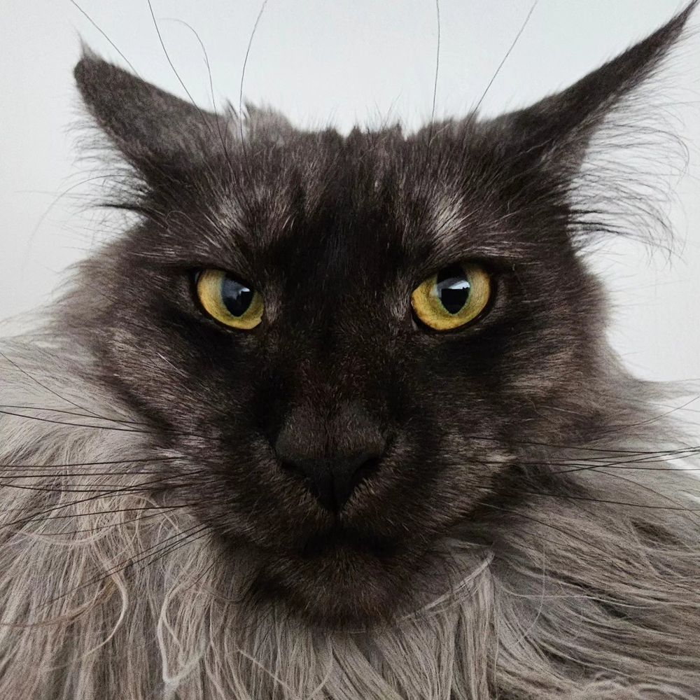 a closeup of a grey fluffy cat with narrowed eyes looking unamused
