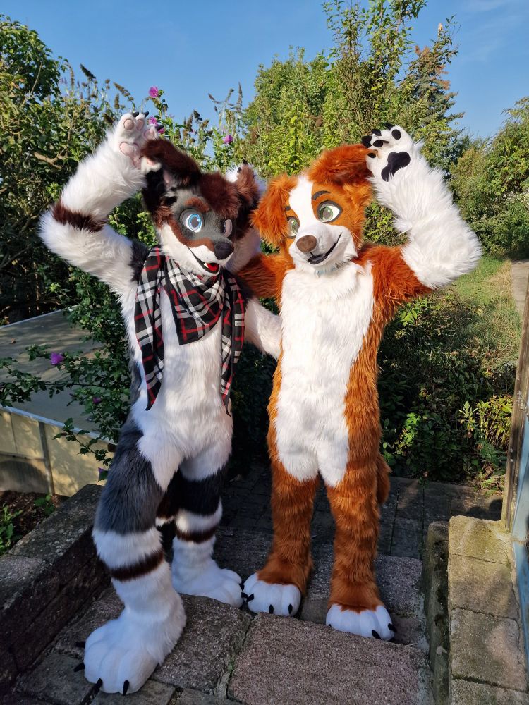 Border collie fursuiter on the left holding Nova Scotia duck tolling retriever on the right. Both are holding on of their floppy ears up with one paw. 