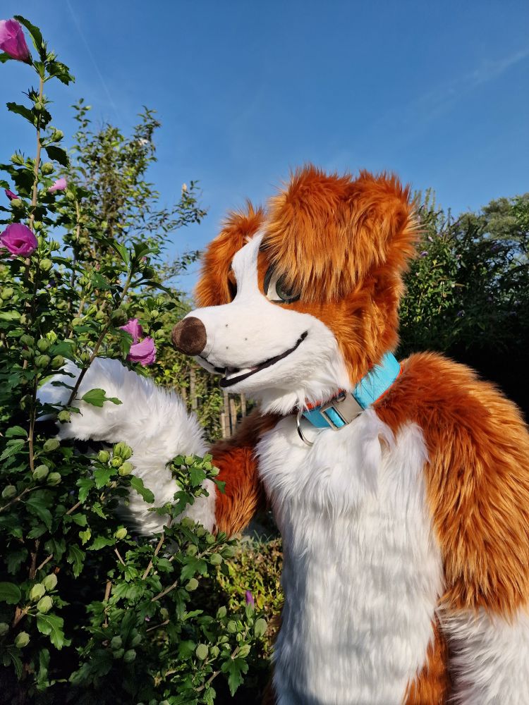 Nova scotia duck tolling retriever fursuiter sniffing at a hibiscus blossom standing next to a hibiscus bush 