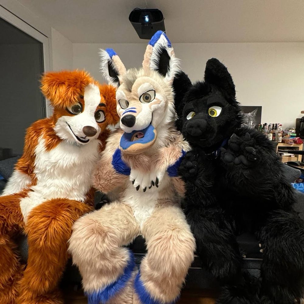 3 fursuiters sitting on a couch. Species from the left to the right: Nova scotia duck tolling retriever, coyote, black wolf.