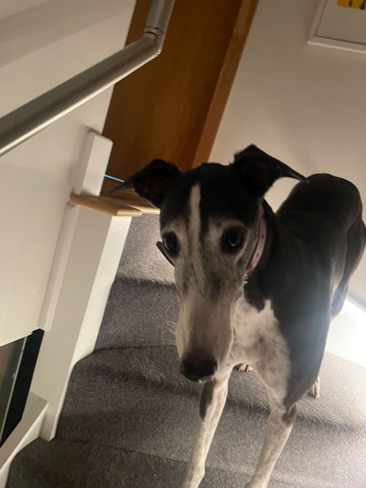 A black and white greyhound on stairs looking in an interested way at the person taking the shot who is coming up the stairs.