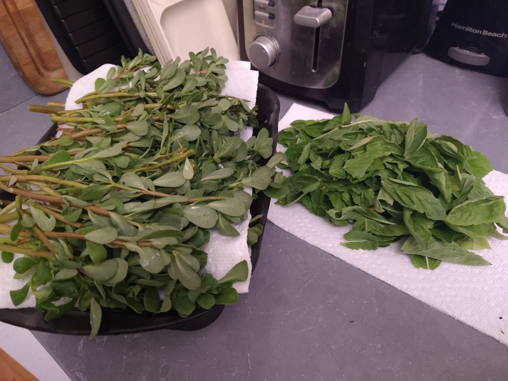 Harvest from the front courtyard planter. A pile of purslane next to a pile of basil leaves.