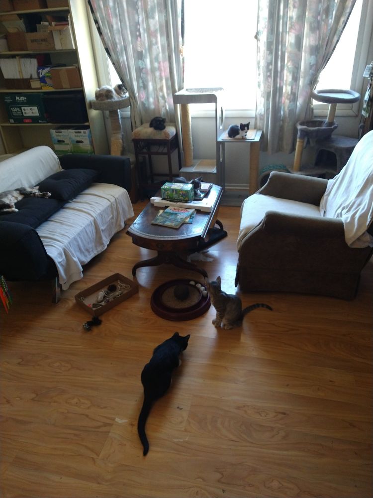 A living room with a couch and recliner, both with old blankets helping protect the fabric from cat claws. Multiple cat trees are in front of the room's large window. 

Seven cats and kittens are scattered around and on the cat trees, furniture, table and floor.
