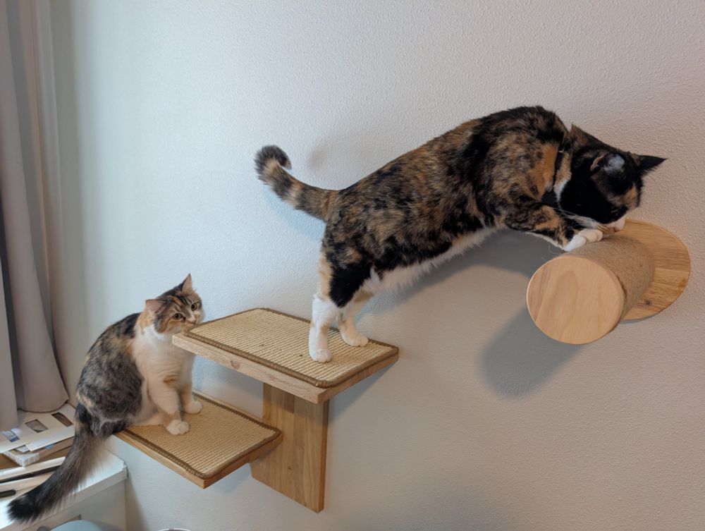 two calico cats playing on wall mounted cat furniture 