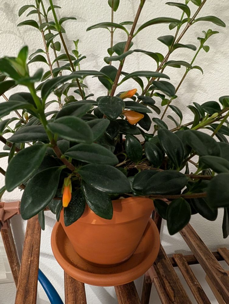 a green houseplant in a light terracotta pot. between the lush green leaves are three distinct orange blooms in the shape of a goldfish 