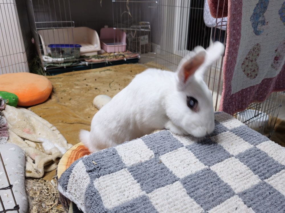 올라오고 있는 토끼 유리