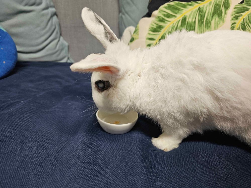 유산균 먹는 유리