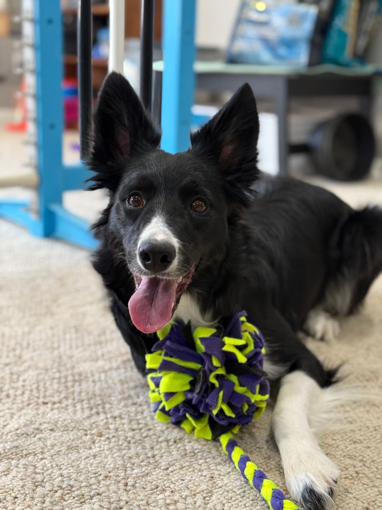 Border collie lying down with purple and yellow tug toy