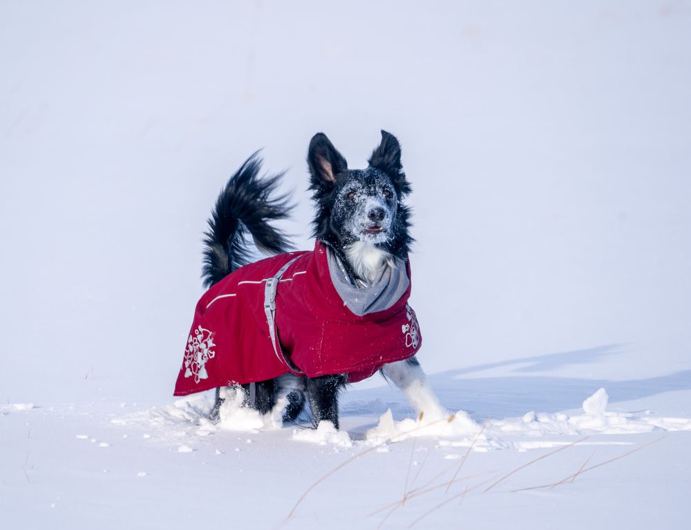 Border collie standing in snow