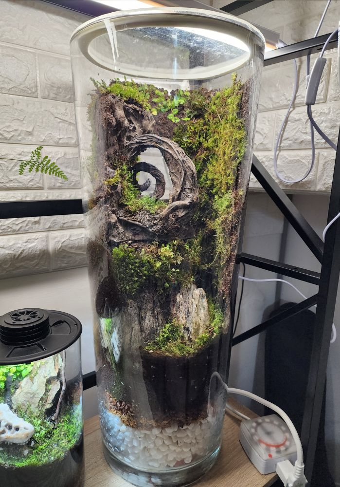 使用撿來的玻璃缸
（底寬25cmx頂寬32cmx高76cm）

+老魚缸的擺飾+用剩的水苔+買多的石頭+網購的苔蘚類=

🌿 苔蘚造景缸 🌿

#室內的小森林