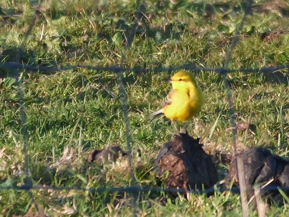 Yellow Wagtail