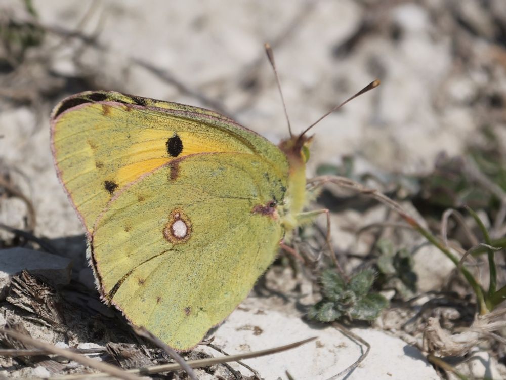 Clouded Yellow