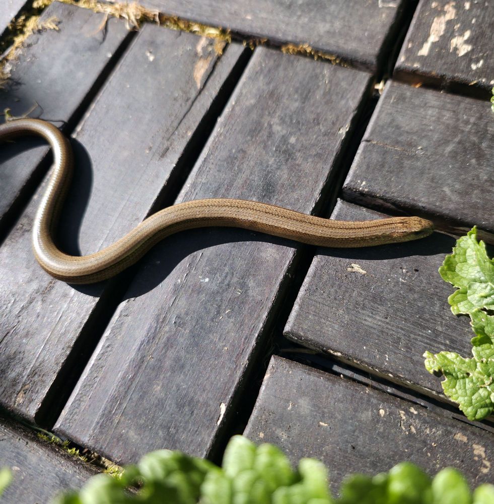 Slow Worm