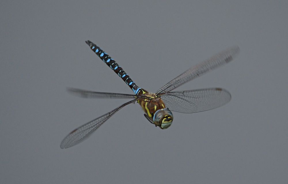 Migrant Hawker dragonfly