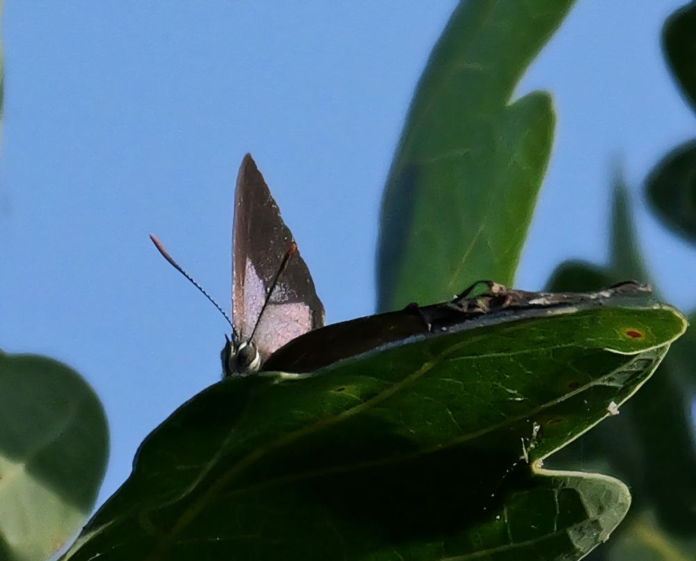 Purple Hairstreak 