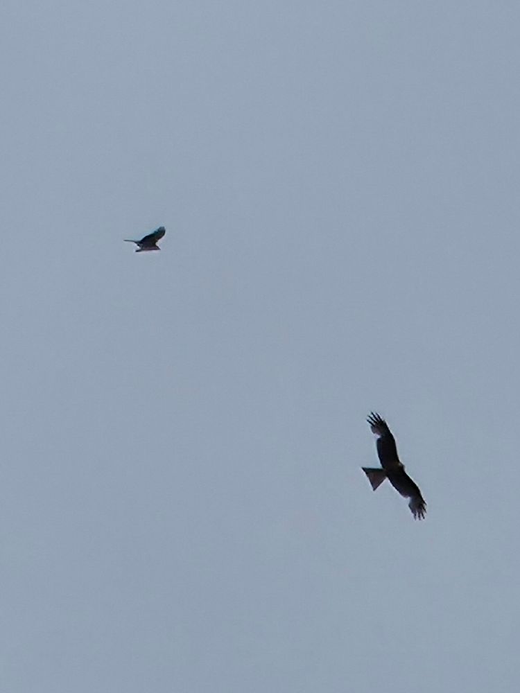 Red Kites