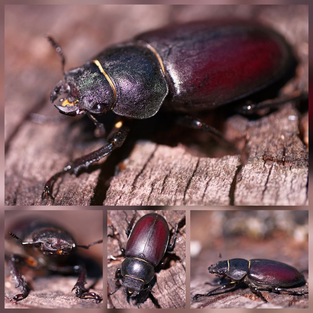 Female Stag Beetle
