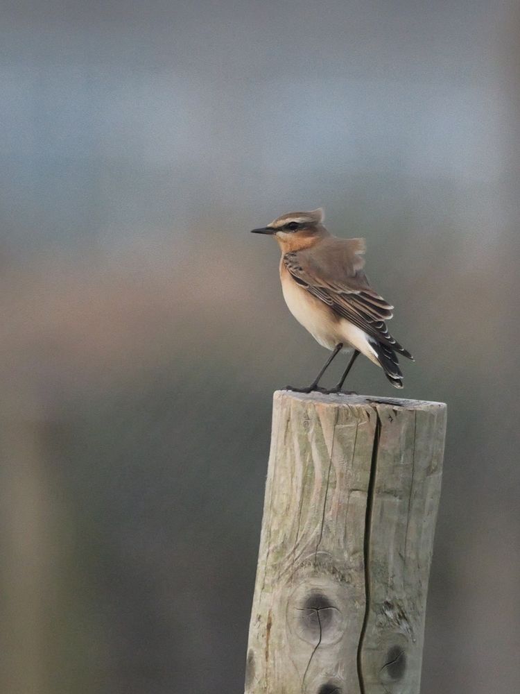 Wheatear
