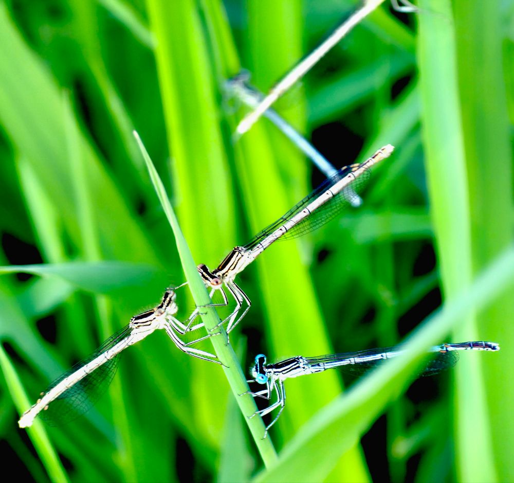 White-legged Damselfly