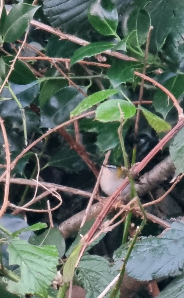 Firecrest
