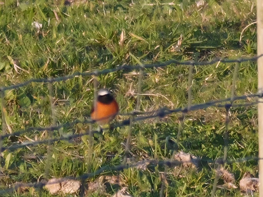 Redstart