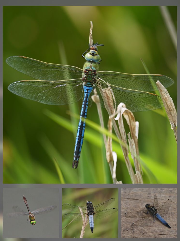 Emperor
Downy Emerald
Scarce Chaser
Black-tailed Skimmer