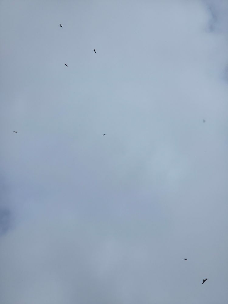 Red Kites