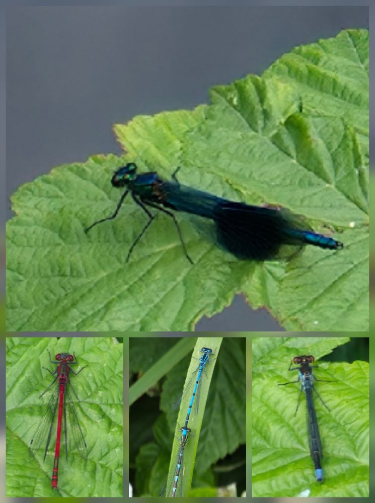 Band Demoiselle
Large Red Damselfly
Azure Damselfly
Red-eyed Damselfly